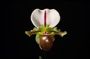 Paph. spicerianum Rebecca